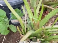 Audi A4 <span></span>